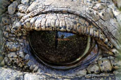 Extreme close-up of Nile crocodile's eye