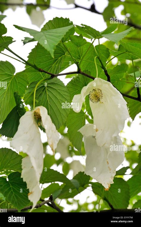 pocket-handkerchief tree (Davidia involucrata), blooming Stock Photo ...