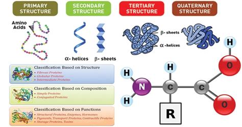 What are Proteins?