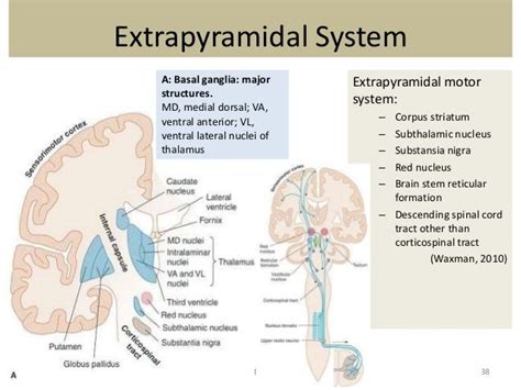 Pyramidal vs Extrapyramidal | Pin Extrapyramidal Tracts on Pinterest ...