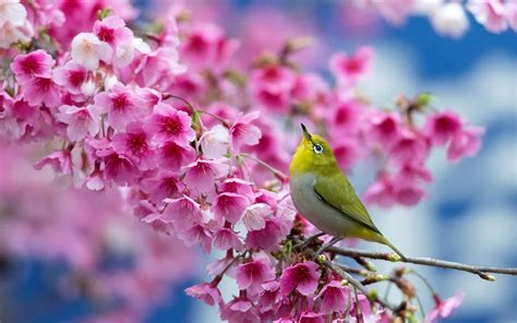 Spring Birds Desktop Wallpapers - Top Free Spring Birds Desktop ...