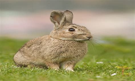 Invasive Species In Australia: Serious Threats To Australian ...