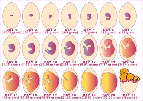 Over View of Different Stages of Egg Development | The Poultry Guide