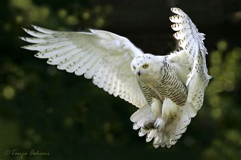 White Wolf : These 10 Incredible Photos of Snowy Owls in Flight Will ...