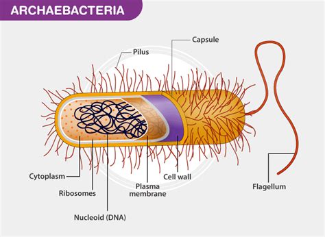 prokaryotic cell bacteria parts