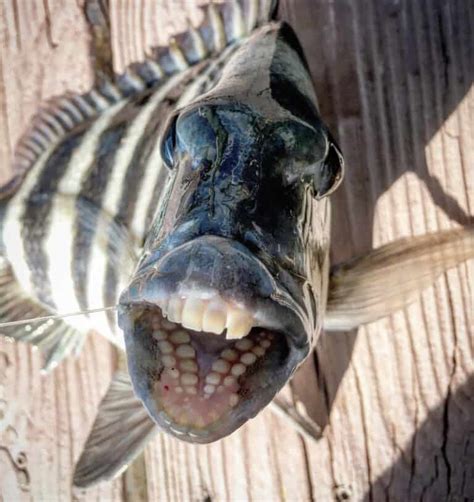 Sheepshead Fish Pictures - AZ Animals