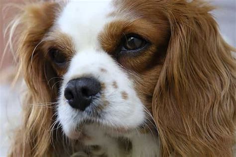 Most Popular Cavalier King Charles Spaniel Names In 2021