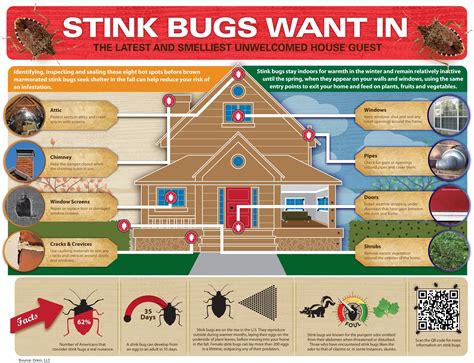 Stink Bug Infographic | Infographics | Pinterest | Stink bugs and Gardens