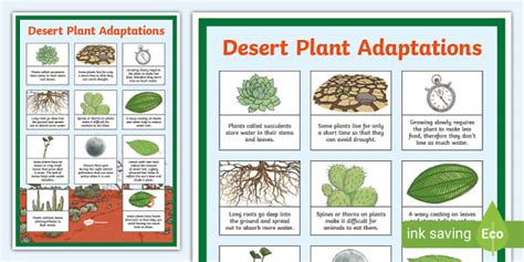 Desert Plant Adaptations Display Poster - Teaching Resource