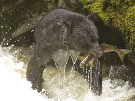 Black Bear Fishing in Alaska | Smithsonian Photo Contest | Smithsonian ...