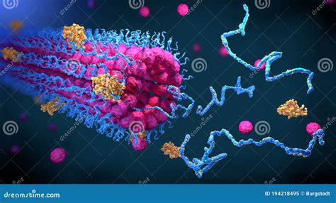 Protein Enzymes Fold into Their Structure To Fulfill Their Function ...