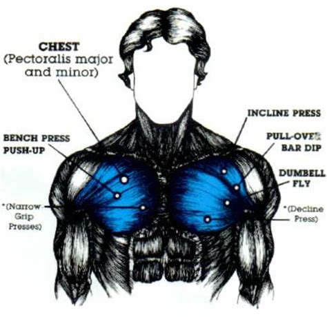 Human Chest Muscles Diagram