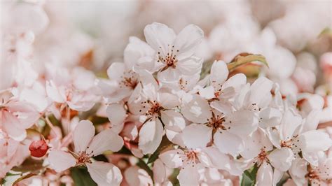 Sakura Flower Wallpaper 4k | PixLith