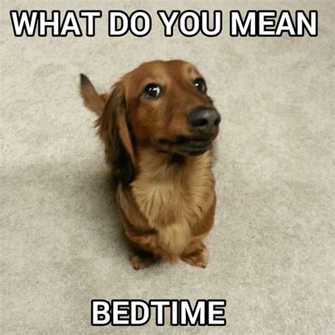 24 Dachshund Memes That Will Totally Make Your Day - SayingImages.com