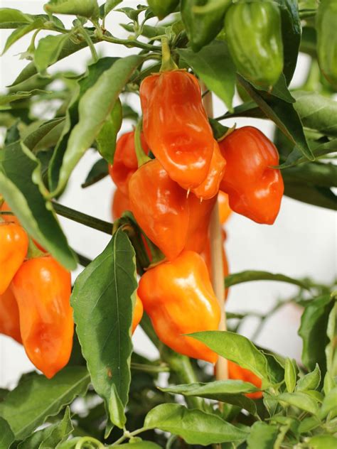 How To Grow Habanero Pepper Plants In Pots: 3 Best Options Explained ...