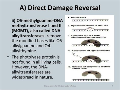 Dna damage and repair