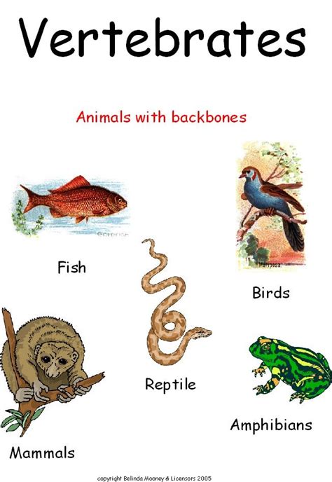 8 best Vertebrates & Invertebrates images on Pinterest | Vertebrates ...