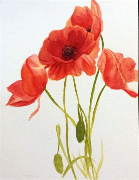 poppy flower drawing images - Shandi Mclemore