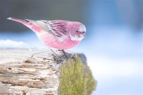 This Rosefinch Bird