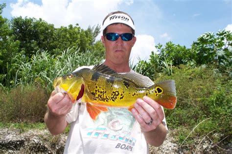 Fishing At The Falls For Peacock Bass - Peacock Bass Fishing In The USA ...