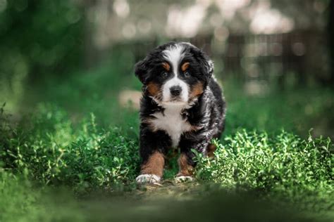 Owning a Bernese Mountain Puppy | Wag!