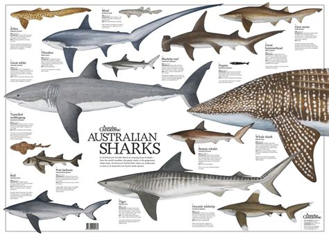 Shark Species Poster