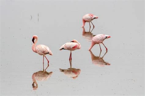 Giants Below Kilimanjaro – Birds of the Air | Wildlife photography ...