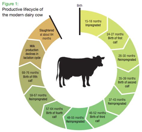 Dairy Cow Cycle - Farm House