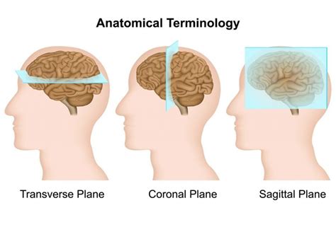 Anatomical Terminology Basics - Facty Health