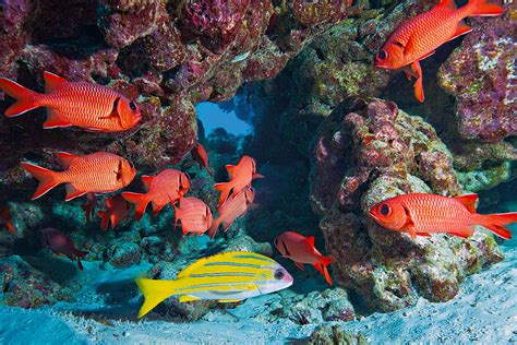 Reef Fish - Woods Hole Oceanographic Institution