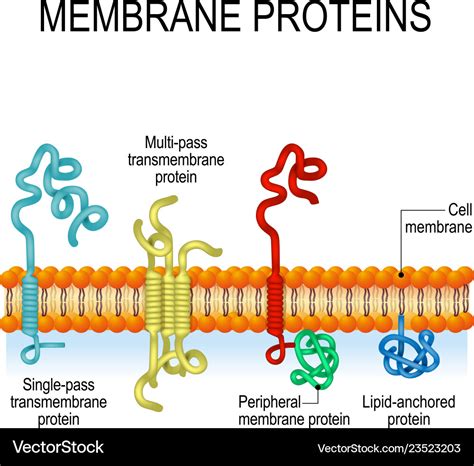 Membrane Proteins