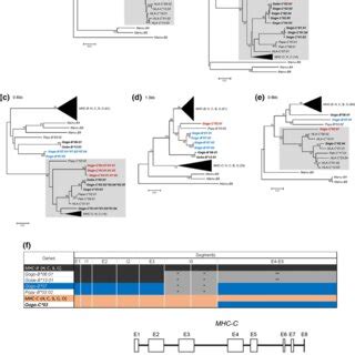 Domain-by-domain phylogenetic analysis of the newly identified ...