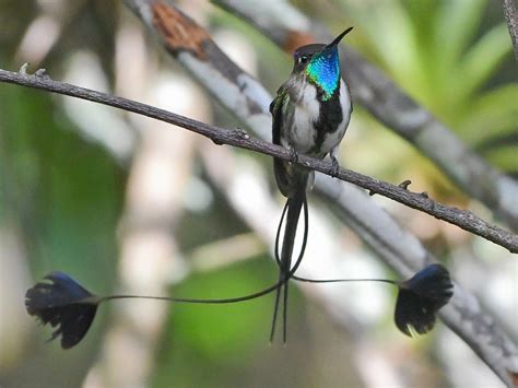 Marvelous Spatuletail - eBird