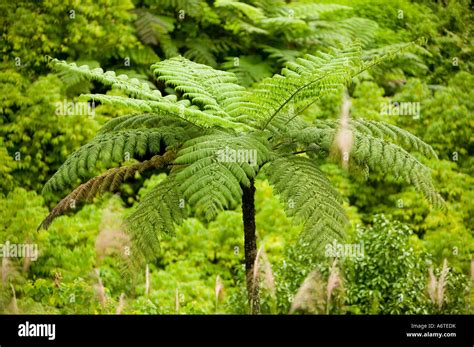 Tree Ferns in Tropical Rainforest on Fiji Stock Photo - Alamy