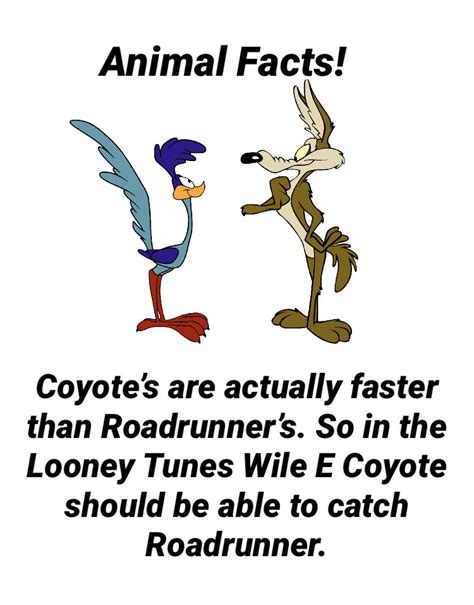 Roadrunner and Wile E Coyote! : r/memes