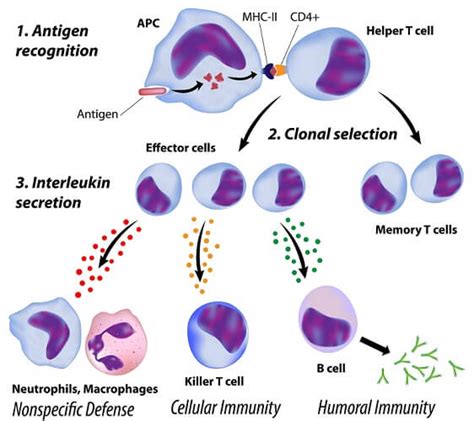 Humoral Immunity - The Definitive Guide | Biology Dictionary