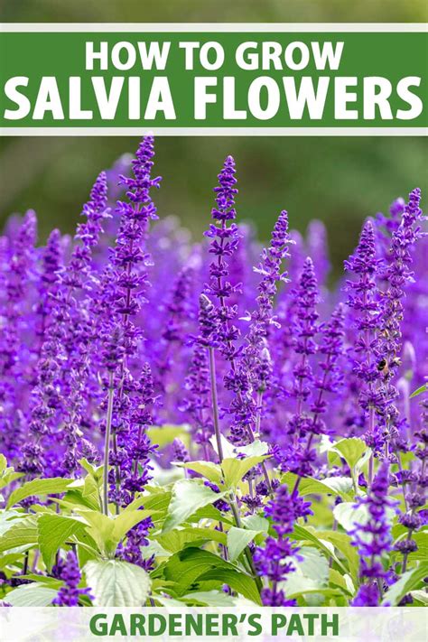 How to Grow Salvia, Easy-Care with Colorful Blooms | Gardener’s Path