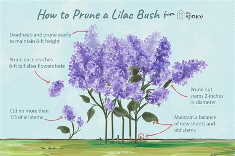 How to Prune Lilac Bushes