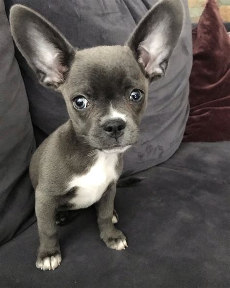 Blue French bullhuahua 12 weeks | Chihuahua mix, French bulldog puppies ...