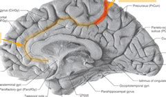 Calcarine Sulcus