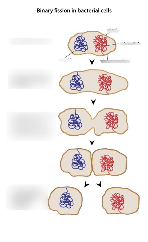 binary fission Diagram | Quizlet