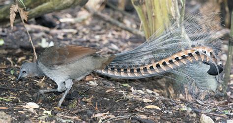 10 weird and wonderful animals native to Australia | Deakin Navigator