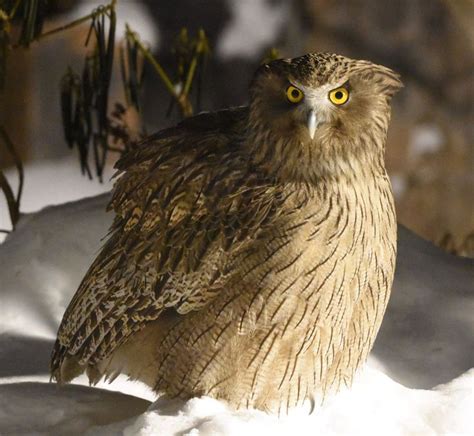 The amazing Blakiston's Fish Owl | Owl, Owl species, Owl photos