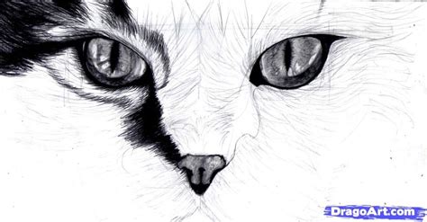 Drawing Eyes Step By Step | how to draw cat eyes step 9 Eyes Artwork ...