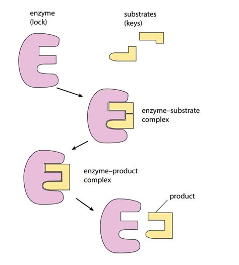 Diagram Of Enzyme Substrate Complex