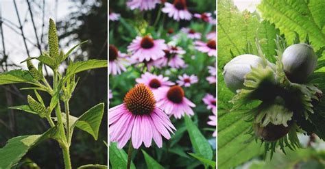 50 Edible Wild Plants You Can Forage for a Free Meal