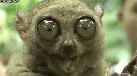 Big Eyes GIF - Tarsier Big Eyes Lemur - Discover & Share GIFs