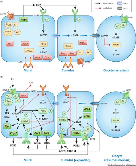 Endocrine, Paracrine, and Autocrine Signaling Pathways That Regulate ...