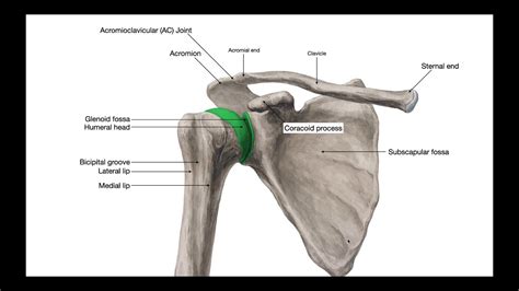 What Stabilizes the Glenohumeral Joint? [Part 1] - YouTube