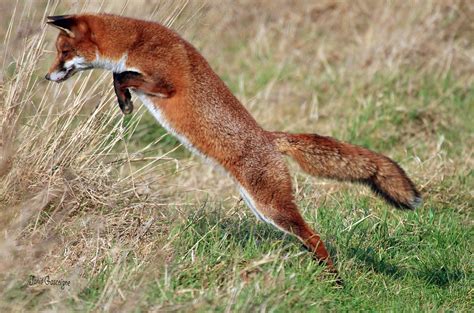 Red Fox Diet - Hunting Strategies & Behaviour | Wildlife Online